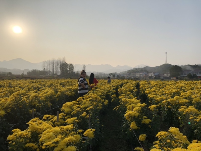 金丝皇菊