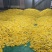 金丝皇菊
