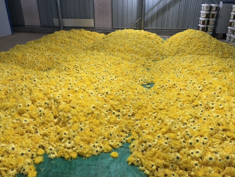 金丝皇菊