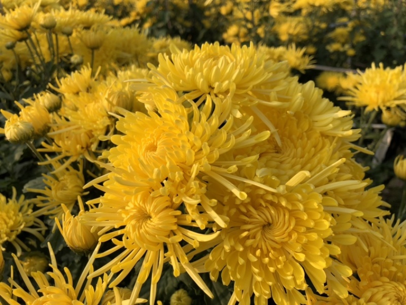 金丝皇菊