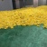 金丝皇菊