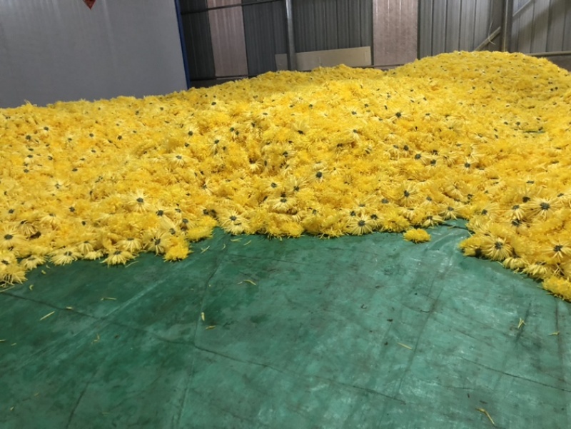 金丝皇菊