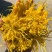 金丝皇菊