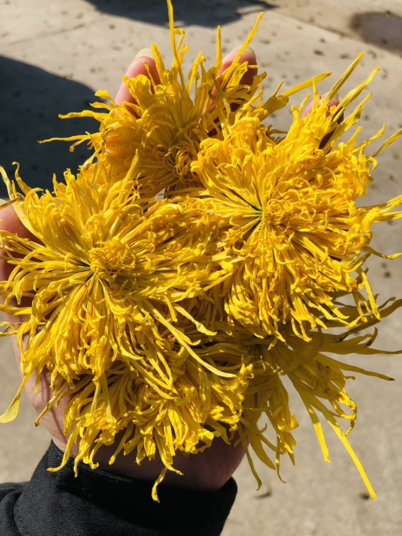 金丝皇菊