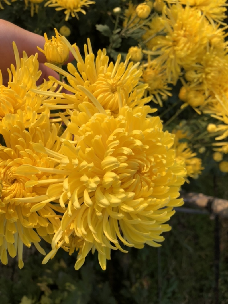 金丝皇菊