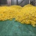 金丝皇菊