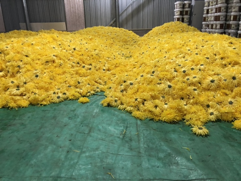 金丝皇菊