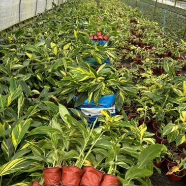 成都花叶良姜批发成都苗木基地供应各类规格花叶良姜基地