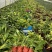 成都花叶良姜批发成都苗木基地供应各类规格花叶良姜基地