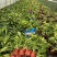 成都花叶良姜批发成都苗木基地供应各类规格花叶良姜基地