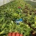 成都花叶良姜批发成都苗木基地供应各类规格花叶良姜基地