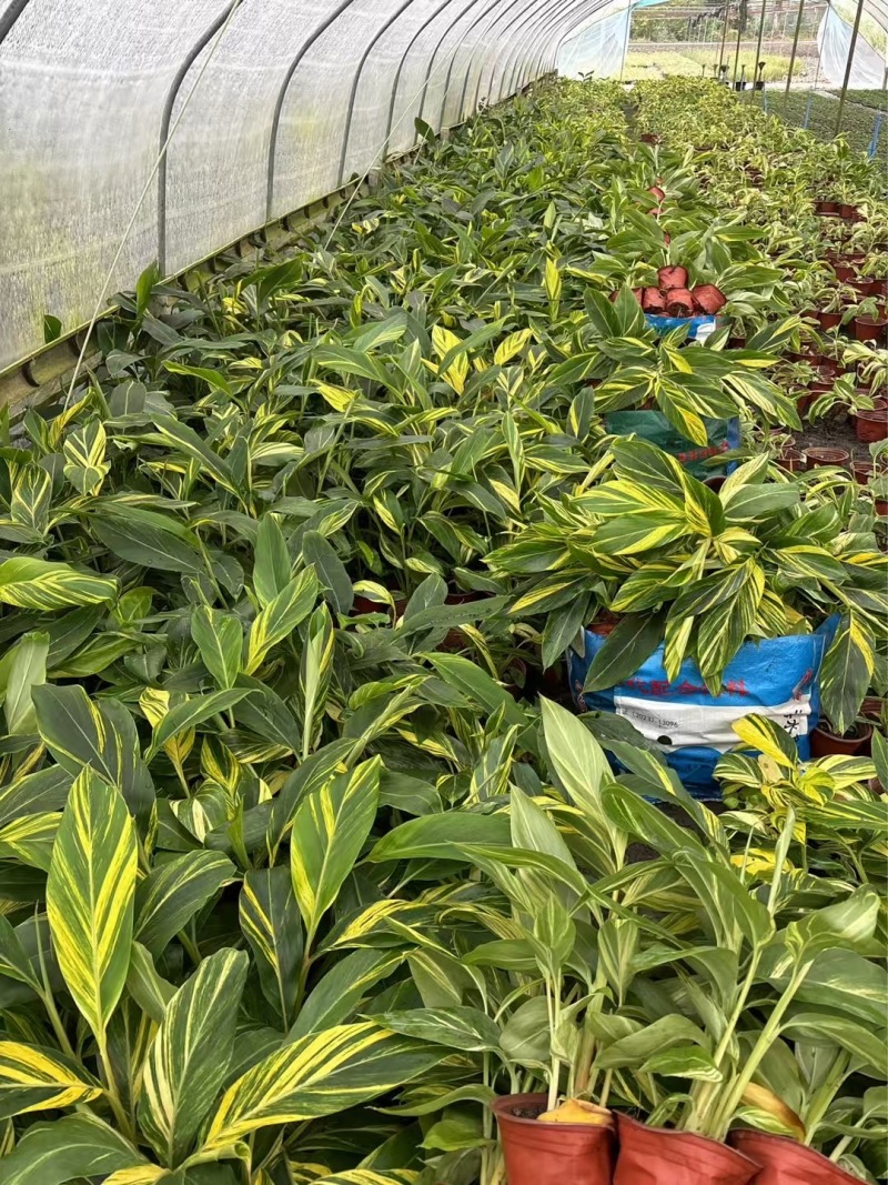 成都花叶良姜批发成都苗木基地供应各类规格花叶良姜基地