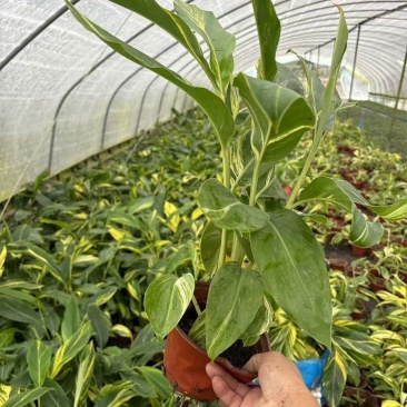 重庆花叶良姜批发重庆苗木基地供应各类规格花叶良姜基地