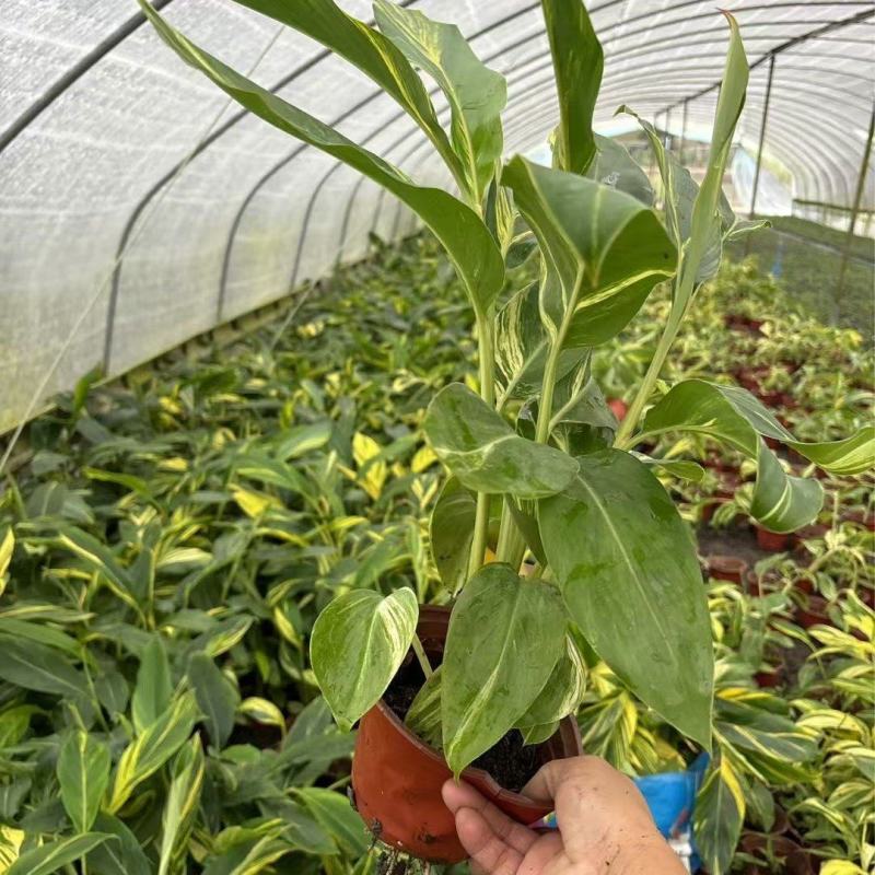 重庆花叶良姜批发重庆苗木基地供应各类规格花叶良姜基地