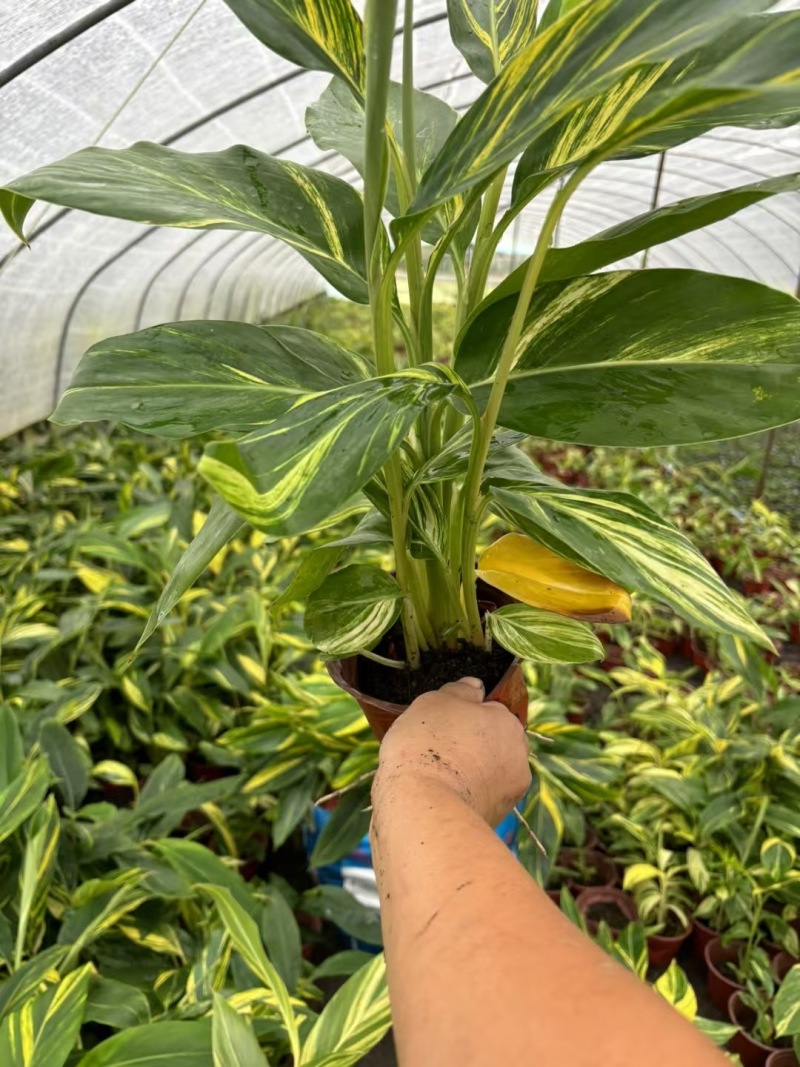 重庆花叶良姜批发重庆苗木基地供应各类规格花叶良姜基地