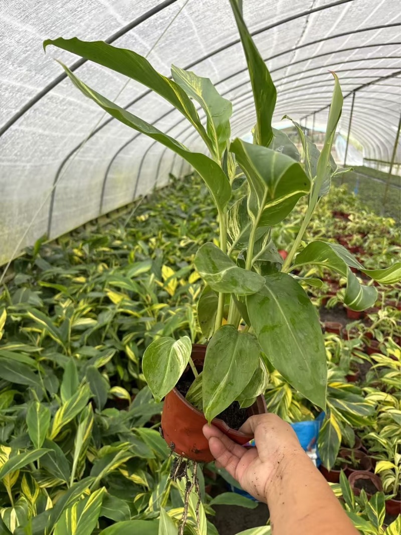 重庆花叶良姜批发重庆苗木基地供应各类规格花叶良姜基地