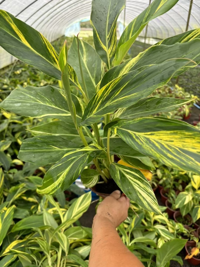 重庆花叶良姜批发重庆苗木基地供应各类规格花叶良姜基地