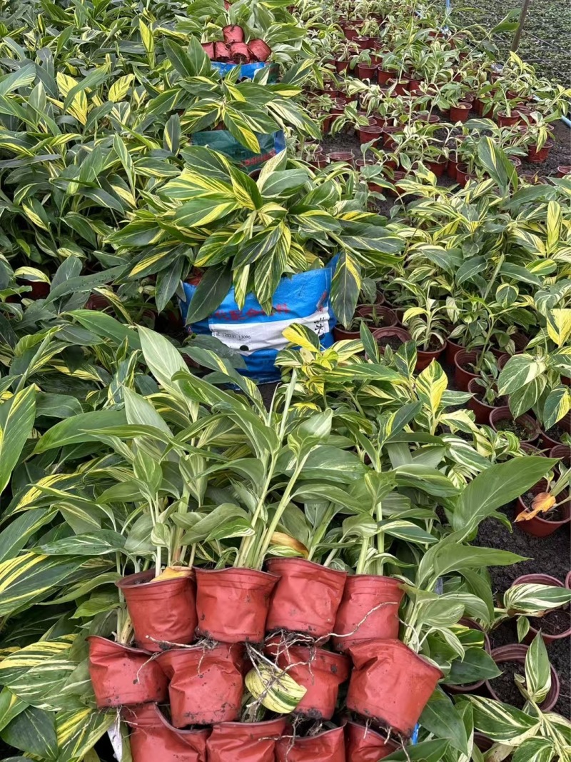 重庆花叶良姜批发重庆苗木基地供应各类规格花叶良姜基地
