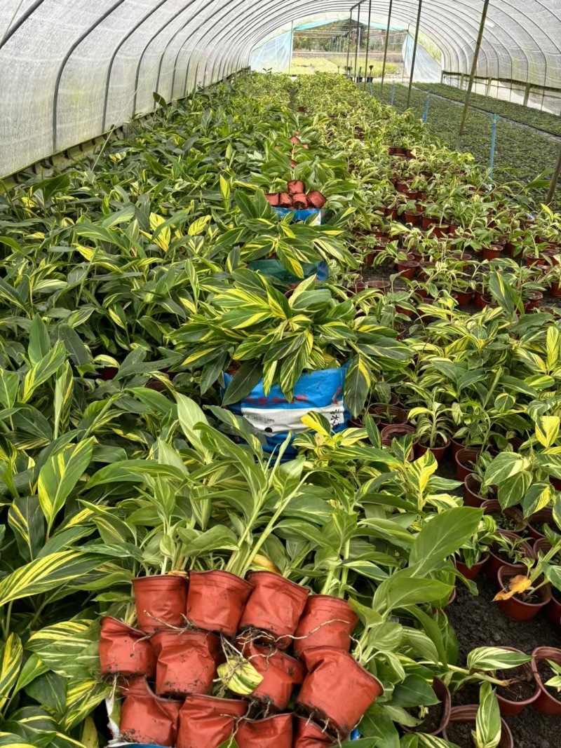 重庆花叶良姜批发重庆苗木基地供应各类规格花叶良姜基地