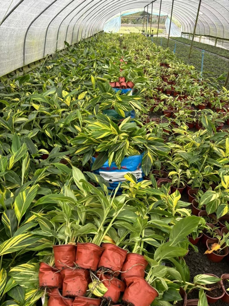 重庆花叶良姜批发重庆苗木基地供应各类规格花叶良姜基地