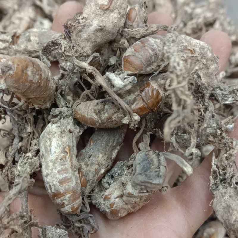 金蝉花，正品好货手工挑选，批发零售需要的老板放心下单