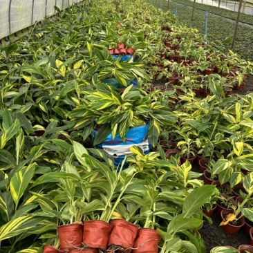 贵州花叶良姜批发贵州苗木基地供应各类规格花叶良姜基地