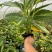 贵州花叶良姜批发贵州苗木基地供应各类规格花叶良姜基地