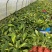 贵州花叶良姜批发贵州苗木基地供应各类规格花叶良姜基地