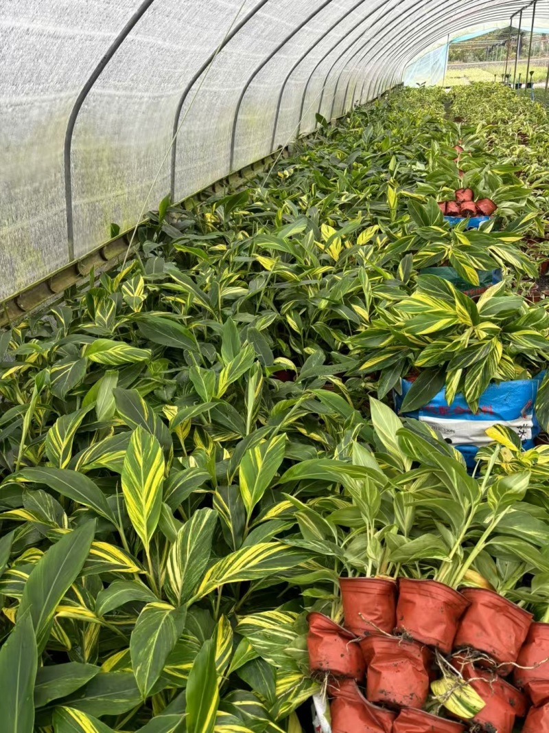 贵州花叶良姜批发贵州苗木基地供应各类规格花叶良姜基地