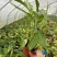 贵州花叶良姜批发贵州苗木基地供应各类规格花叶良姜基地