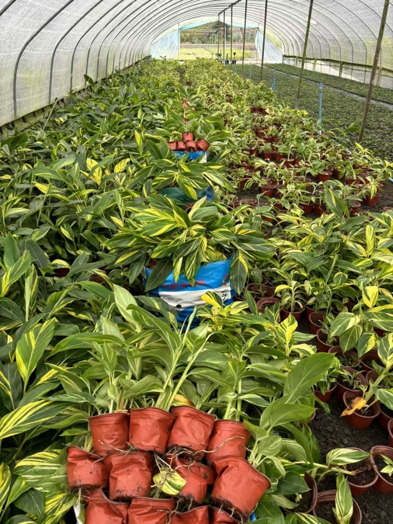 贵州花叶良姜批发贵州苗木基地供应各类规格花叶良姜基地
