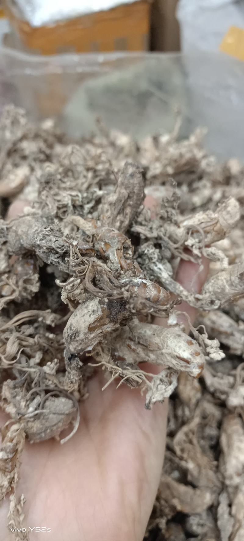 金蝉花，正品好货手工挑选，批发零售需要的老板放心下单