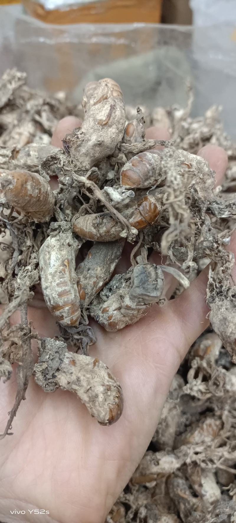 金蝉花，正品好货手工挑选，批发零售需要的老板放心下单