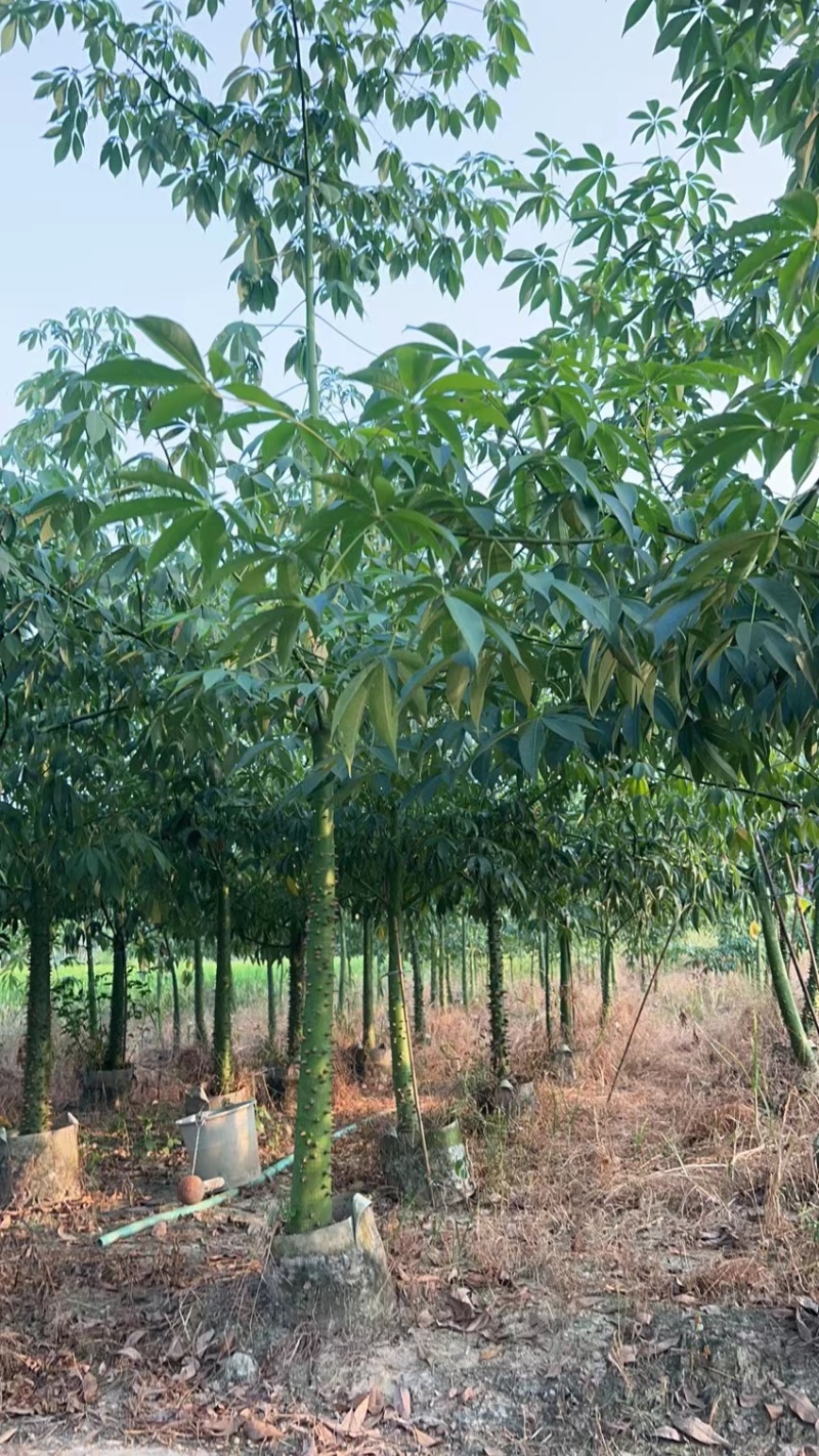 大量现货，美丽异木棉3～4～5～6～7～8公分