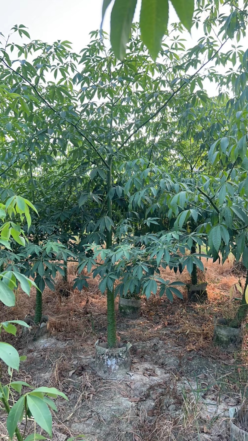 大量现货，美丽异木棉3～4～5～6～7～8公分