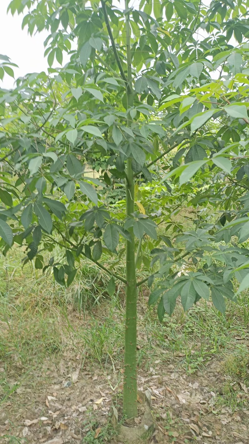 大量现货，美丽异木棉3～4～5～6～7～8公分