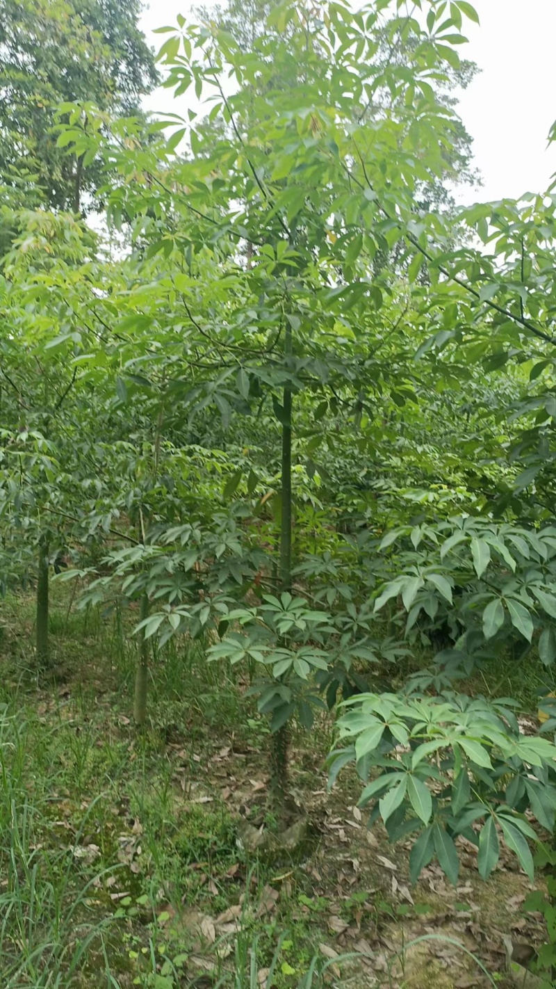 大量现货，美丽异木棉3～4～5～6～7～8公分