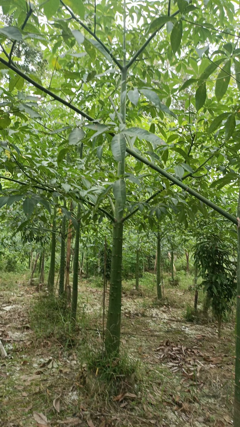大量现货，美丽异木棉3～4～5～6～7～8公分
