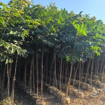 麻楝2至5公分