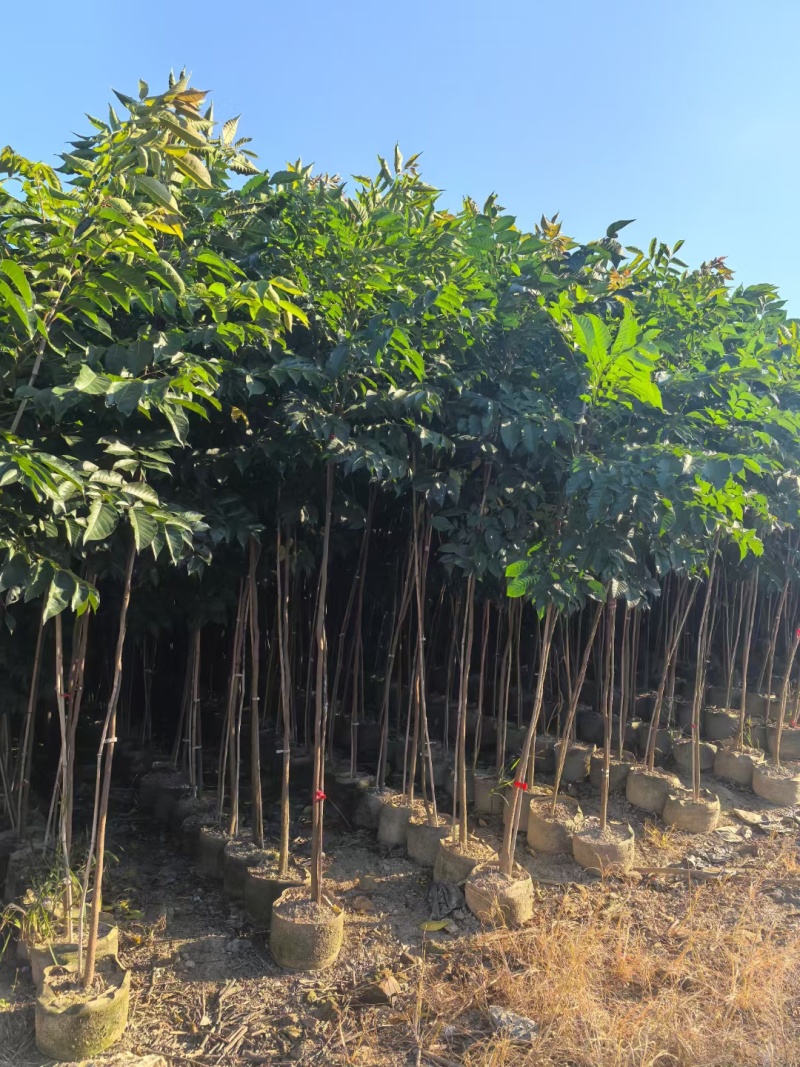 麻楝2至5公分