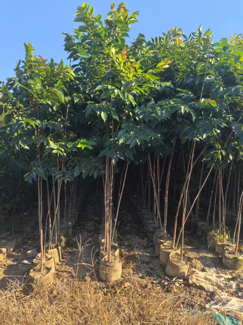 麻楝2至5公分