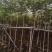 麻楝2至5公分