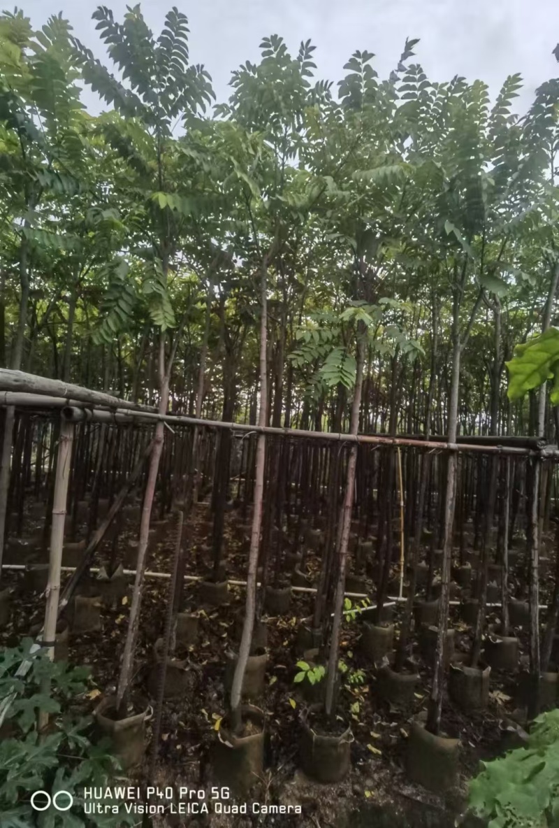 麻楝2至5公分