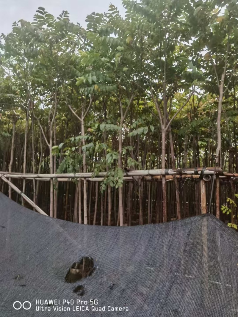 麻楝2至5公分