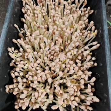 花生苗