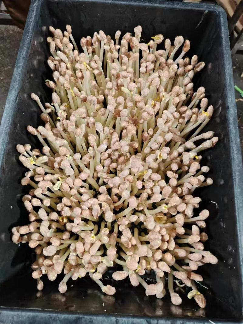 花生苗