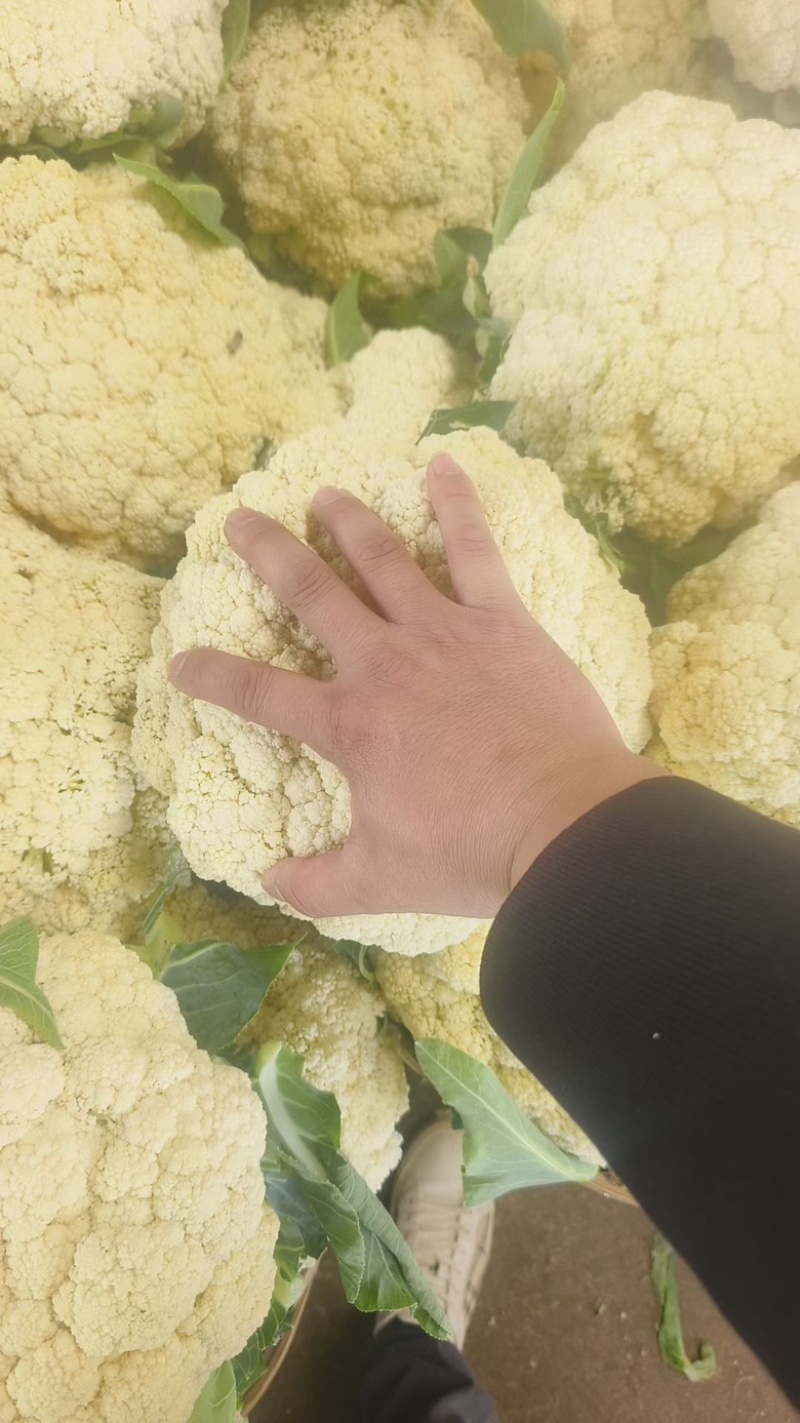 福建有机松花，产地直发，质量保证。量大从优。