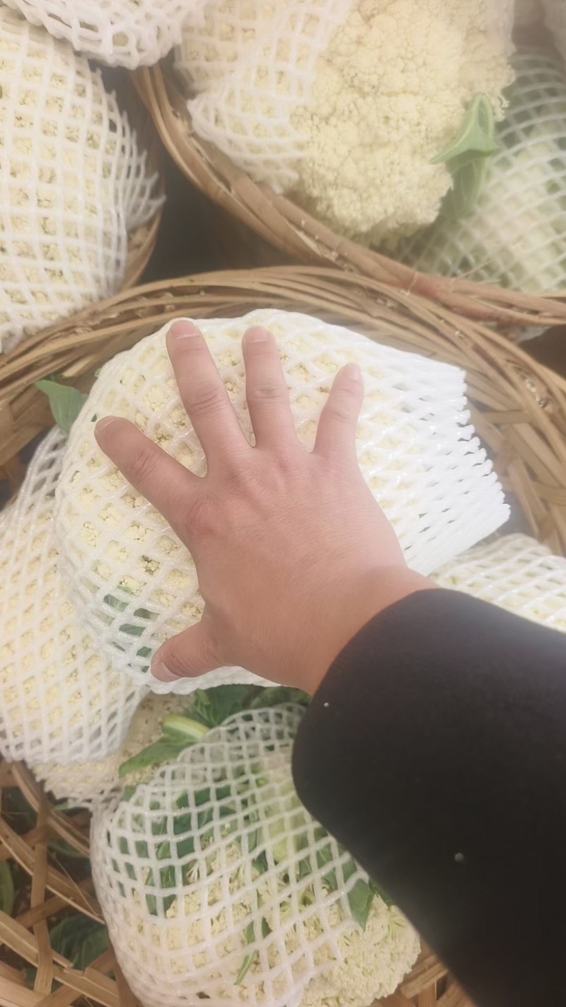 福建有机松花，产地直发，质量保证。量大从优。