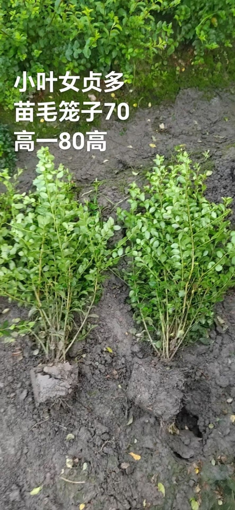 贵州小叶女贞批发贵州苗木基地供应各类规格小叶女贞基地