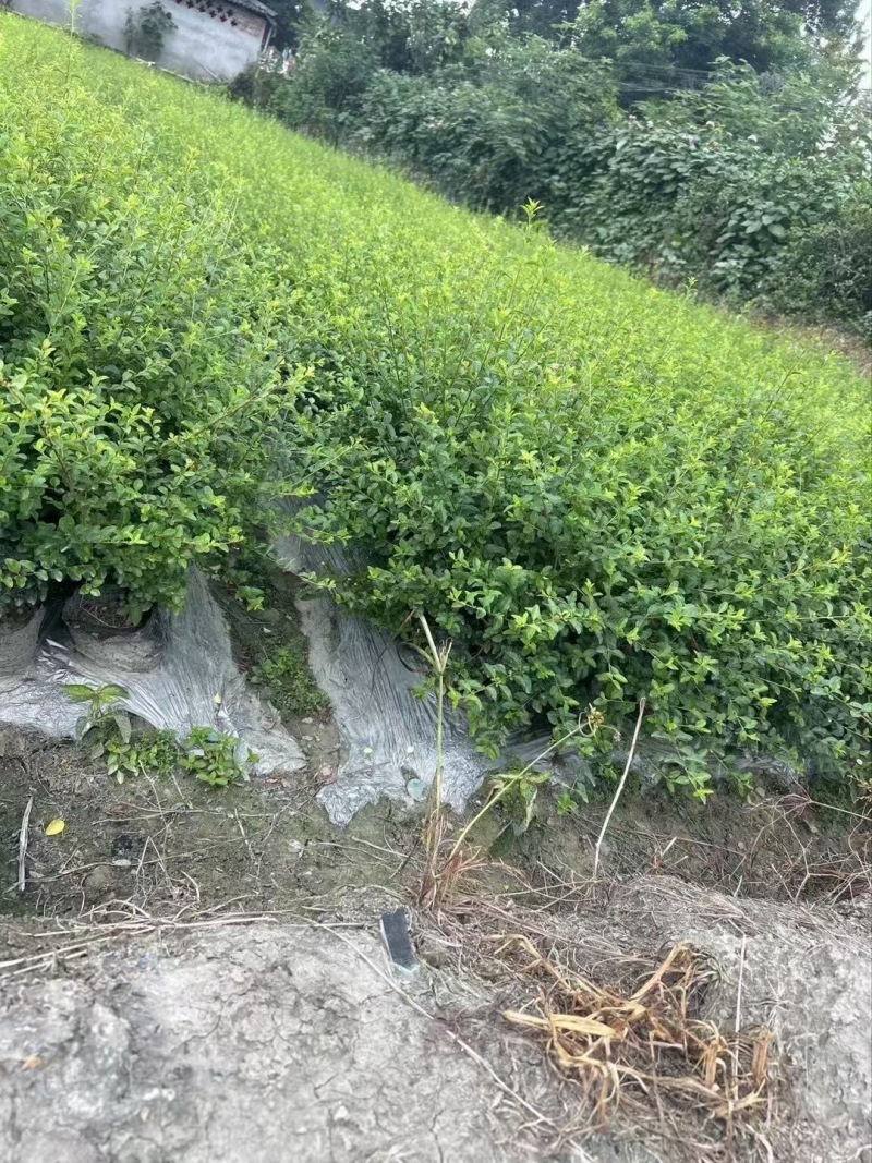贵州小叶女贞批发贵州苗木基地供应各类规格小叶女贞基地